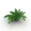Fern