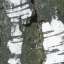 Bark