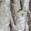Bark