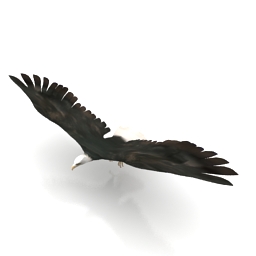 3D Eagle preview