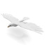 Dove