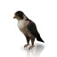 Falcon
