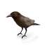 Crow