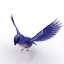 Bluebird