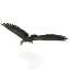 Condor