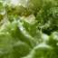 Cabbage