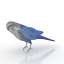Parakeet