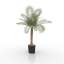 Palm
