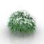 Bush