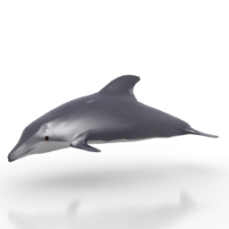 3D Dolphin preview