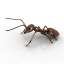 Ant