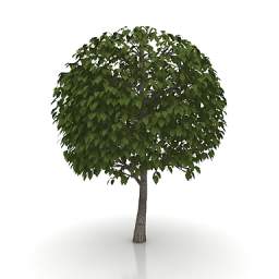 3D Tree preview