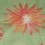Textile