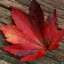 Leaf