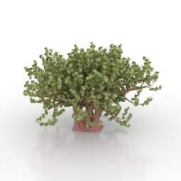 3D Tree preview