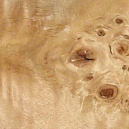 Poplar