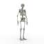 Skeleton