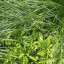 Grass