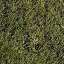 Grass