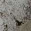 Granite