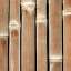 Bamboo