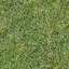 Grass
