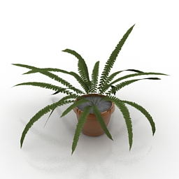 fern 3D Model Preview #359ec6b3
