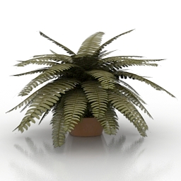 fern 3D Model Preview #7cac59f2