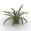 Fern