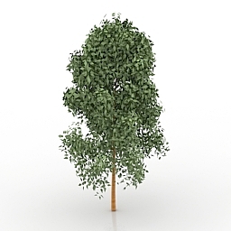 tree 3D Model Preview #492aa304
