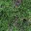 Moss