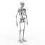 Skeleton