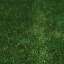 Grass
