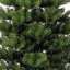 Spruce