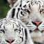 Tigers