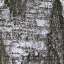 Bark