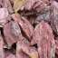 Bark