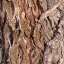 Bark