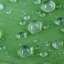 Drops