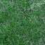 Grass
