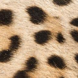 Fur