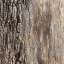 Bark