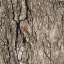 Bark