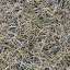 Grass