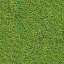 Moss