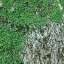 Grass