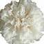 Carnation