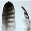 Feather