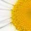 Camomile