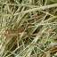 Hay